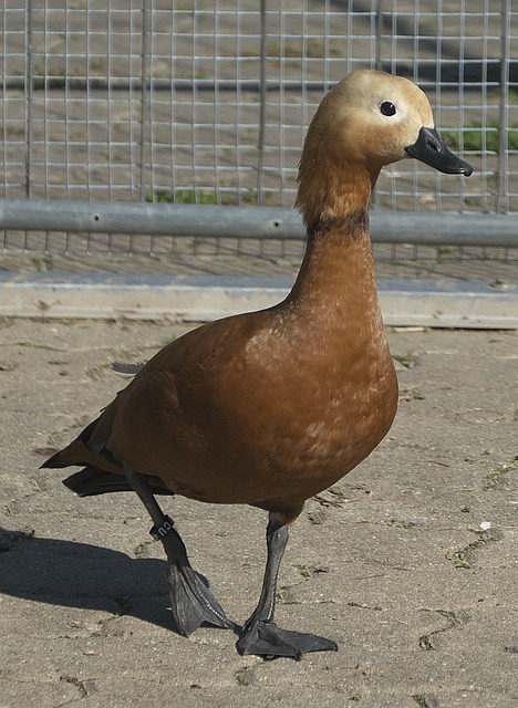 凯文